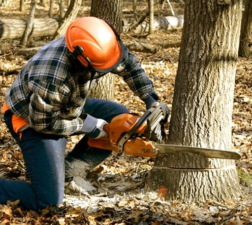Tree Removal in Long Eddy, NY